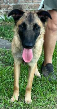 Crosby -  German Shepherd Dog and Belgian Shepherd Malinois Dog for Adoption in Greeneville, Tennessee - Crosby | PetCurious