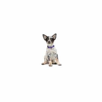 Harry Kane -  Cattle Dog Dog for Adoption in Los Angeles, California - Harry Kane | PetCurious