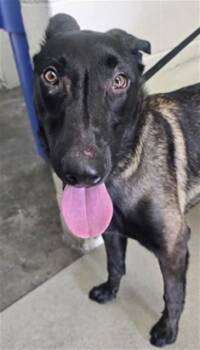 MALIGATOR -  Belgian Shepherd Malinois Dog for Adoption in San Bernardino, California - MALIGATOR | PetCurious