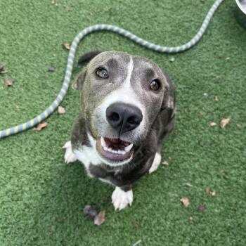 Fable -  Labrador Retriever and Mixed Breed Dog for Adoption in La Grange, Kentucky - Fable | PetCurious