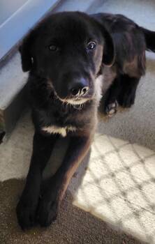 Retriever and Shepherd Dogs Available for Adoption in Fort Lupton, Colorado - Danique | PetCurious