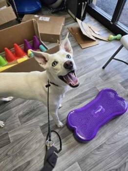 Rescue Siberian Husky and Mixed Breed Dogs for Adoption in Louisville, Kentucky - Skyler | PetCurious