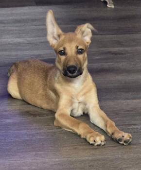 Ike -  Belgian Shepherd Malinois Dog for Adoption in Helotes, Texas - Ike | PetCurious
