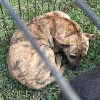 Mixed Breed Dogs Available for Adoption in Dickinson, Texas - Cosmo | PetCurious