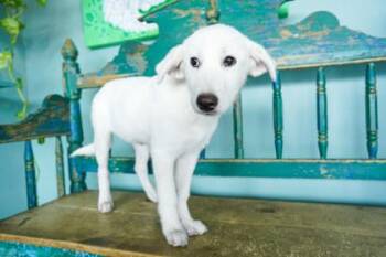 Kona -  Labrador Retriever and Great Pyrenees Dog for Adoption in San Antonio, Texas - Kona | PetCurious