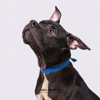 Truce -  Terrier Dog for Adoption in Tampa, Florida - Truce | PetCurious