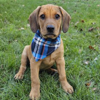 Rescue Hound and Retriever Dogs for Adoption in Bonifay, Florida - Baker (Coming Soon) | PetCurious