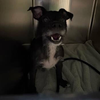 Judy -  Terrier Dog for Adoption in Pasadena, California - Judy | PetCurious