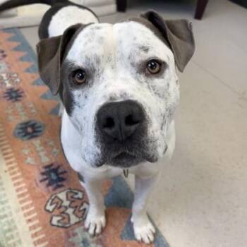 Pit Bull Terrier and Mixed Breed Dogs Available for Adoption in Wheaton, Illinois - Camper | PetCurious