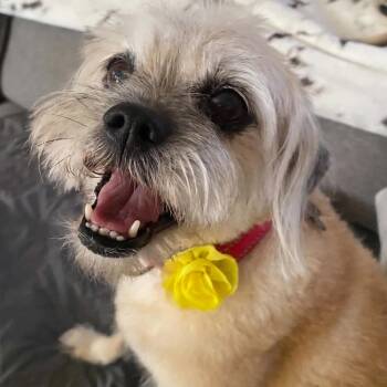 NILLA -  Border Terrier and Shih Tzu Dog for Adoption in Marana, Arizona - NILLA | PetCurious