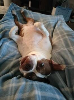 Boston Terrier Dogs Available for Adoption in Maryville, Tennessee - Millie Brown-4602 Sparta, TN | PetCurious