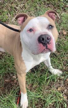 American Bulldog Dogs Available for Adoption - Parry | PetCurious