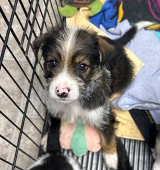 Norman -  Hound and Terrier Dog for Adoption in Gilberts, Illinois - Norman | PetCurious
