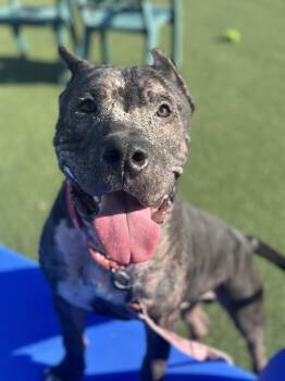Rex -  Cane Corso Dog for Adoption in Cleveland, Ohio - Rex | PetCurious
