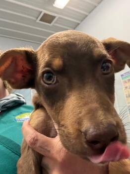 Olive -  Australian Shepherd Dog for Adoption in Bloomington, Indiana - Olive | PetCurious