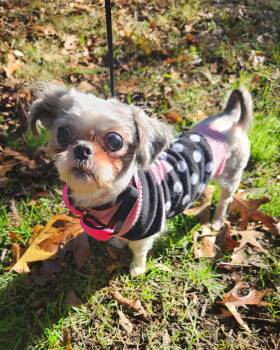 Rescue Shih Tzu Dogs for Adoption in Pelzer, South Carolina - Frizzle | PetCurious