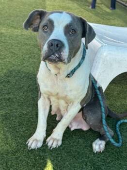 BLUEY -  Mixed Breed Dog for Adoption in Dallas, Texas - BLUEY | PetCurious