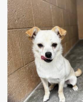 GOOSE -  Chihuahua Dog for Adoption in Broomfield, Colorado - GOOSE | PetCurious