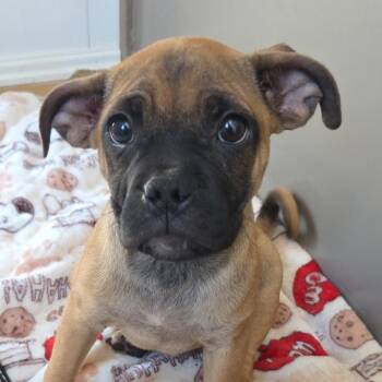 Johnny -  Mixed Breed Dog for Adoption in Fort Bragg, California - Johnny | PetCurious