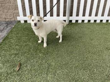 Chihuahua and Mixed Breed Dogs Available for Adoption in Modesto, California - A608891 | PetCurious