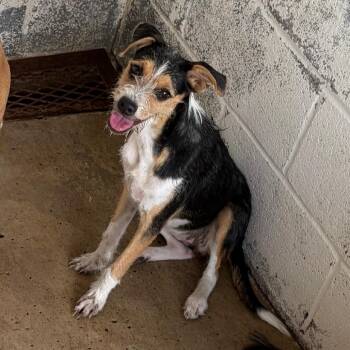Trina -  Terrier and Mixed Breed Dog for Adoption in Edinburg, Texas - Trina | PetCurious