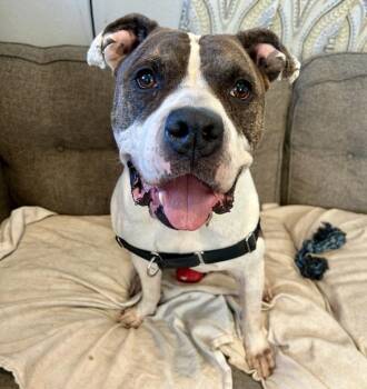 Pit Bull Terrier Dogs Available for Adoption - Milton | PetCurious