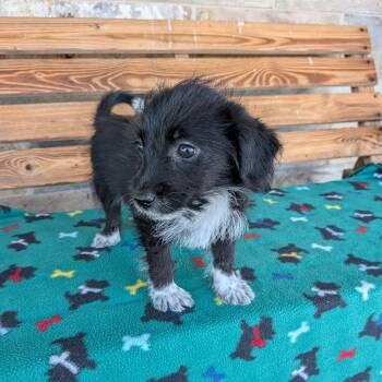 LINCOLN -  Poodle and Collie Dog for Adoption in Chico, California - LINCOLN | PetCurious