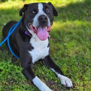 Mixed Breed Dogs Available for Adoption - DILLO | PetCurious