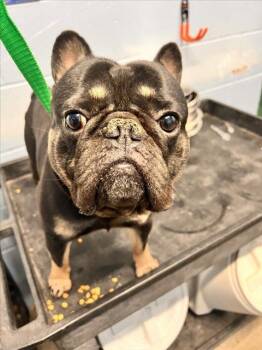 *GOURD -  French Bulldog Dog for Adoption in Woodland, California - *GOURD | PetCurious