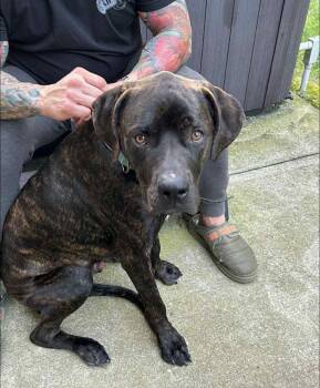 Rescue Cane Corso and Mountain Cur Dogs for Adoption in Polk, Ohio - Jake | PetCurious