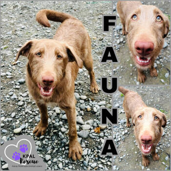 Rescue Rhodesian Ridgeback and Mixed Breed Dogs for Adoption in Kenai, Alaska - Fauna - Disney Litter | PetCurious