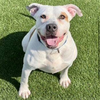 Brad Pitt -  Pit Bull Terrier Dog for Adoption in Peculiar, Missouri - Brad Pitt | PetCurious