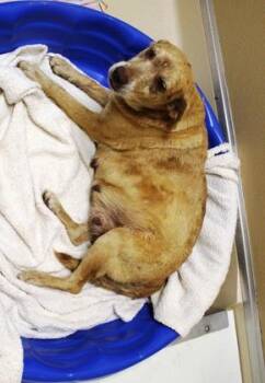 Margie -  Black Mouth Cur and Mixed Breed Dog for Adoption in Picayune, Mississippi - Margie | PetCurious