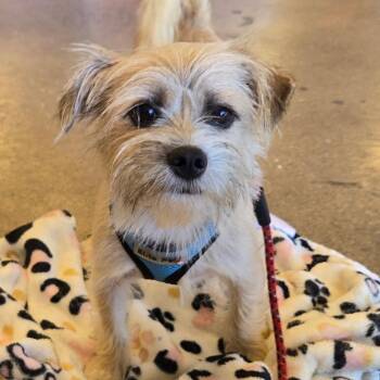TOI -  Terrier Dog for Adoption in Fullerton, California - TOI | PetCurious