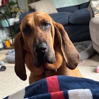 Rescue Bloodhound Dogs for Adoption in Rossville, Georgia - Jolene (Jo For Short) | PetCurious