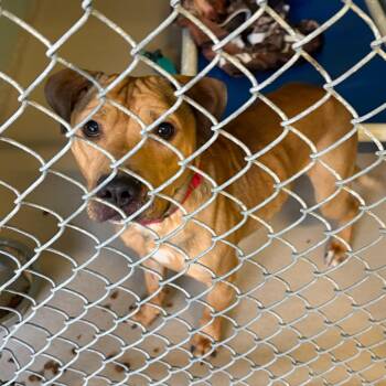 Mixed Breed Dogs Available for Adoption - Wilbur | PetCurious