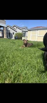 Black Labrador Retriever Dogs Available for Adoption in Seaside Heights, New Jersey - Blanche | PetCurious