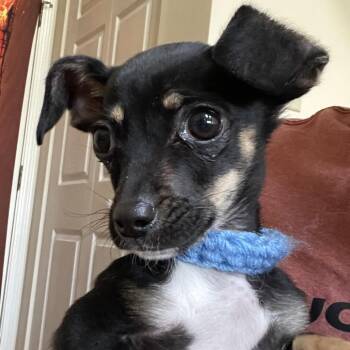 Chihuahua and Dachshund Dogs Available for Adoption in Indianapolis, Indiana - Tadpole | PetCurious