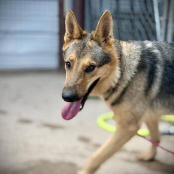 Skippy -  Mixed Breed Dog for Adoption in Pauls Valley, Oklahoma - Skippy | PetCurious