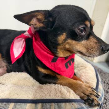 Coco -  Chihuahua Dog for Adoption in Aledo, Texas - Coco | PetCurious