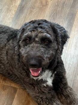 Cindy -  Sheepadoodle Dog for Adoption in Garland, Texas - Cindy | PetCurious