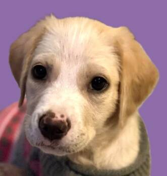 Rescue Hound Dogs for Adoption in Savannah, Georgia - Honey 2 | PetCurious