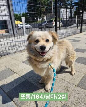 DORONG -  Spitz and Spaniel Dog for Adoption in Agoura Hills, California - DORONG | PetCurious