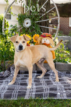 Rescue Mixed Breed Dogs for Adoption in Warrenton, Missouri - Buddy | PetCurious