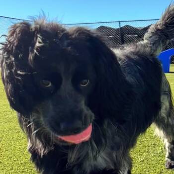 English Springer Spaniel and Australian Shepherd Dogs Available for Adoption in Burbank, California - Panda | PetCurious