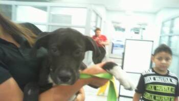 BELLA -  Mixed Breed Dog for Adoption in Charlotte, North Carolina - BELLA | PetCurious