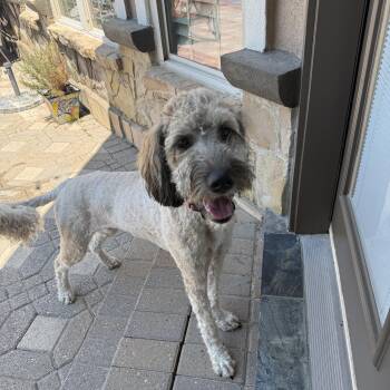 Dakota -  Poodle and Great Pyrenees Dog for Adoption in Irving, Texas - Dakota | PetCurious