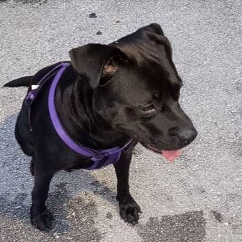 Nella -  Black Labrador Retriever Dog for Adoption in West Palm Beach, Florida - Nella | PetCurious