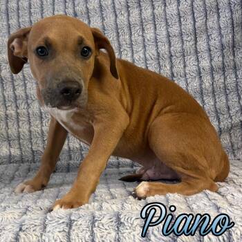 Piano -  Boxer and Pit Bull Terrier Dog for Adoption in Hillsboro, Ohio - Piano | PetCurious