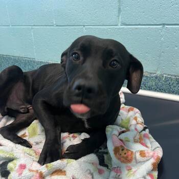 Farmer -  Mixed Breed Dog for Adoption - Farmer | PetCurious